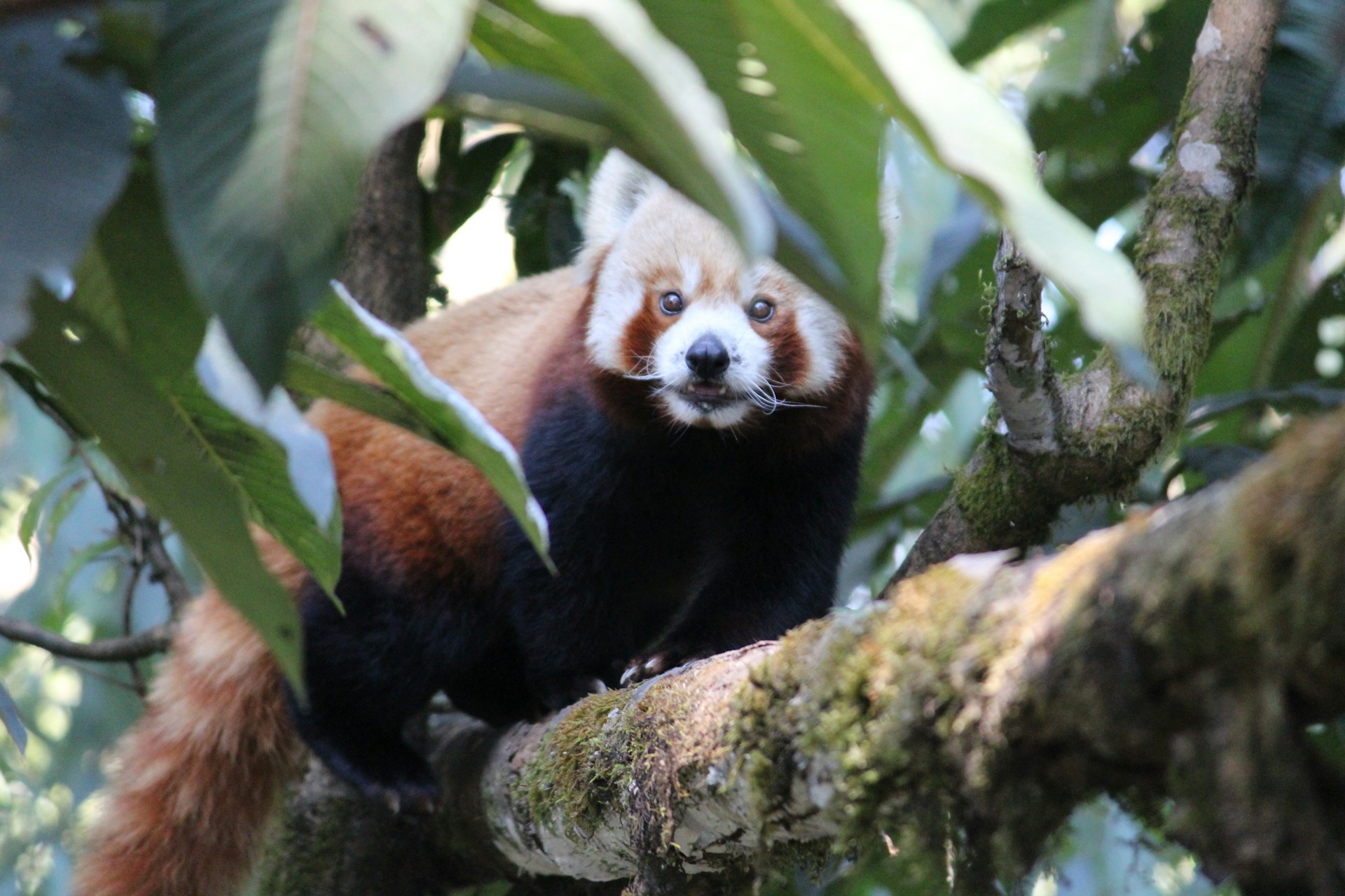 Padmaja Naidu Himalayan Zoological Park